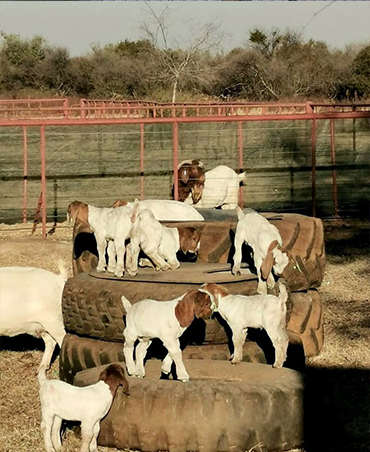 goats for sale