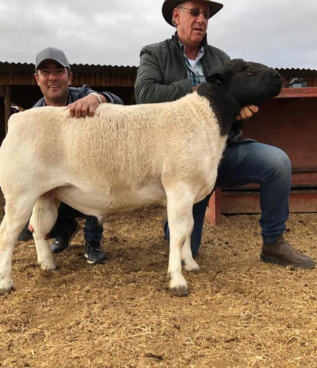 Dorper sheep for sale