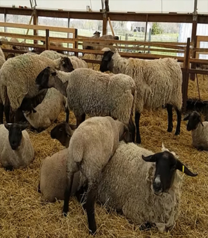 Sheep fo sale